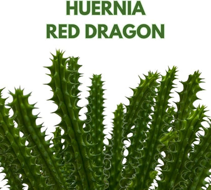BubbleBlooms Huernia Red Dragon Stapelia Cactus/Huernia penzigii, in 4 inch Pot