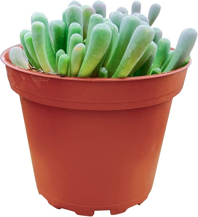 Sprout N Green Baby Toes | Fenestraria rhopalophylla, Live Succulent Fully Rooted in 4 inch Nursery Pot, House Plant Home Office Wedding Decoration DIY Projects Party Favor Baby Shower