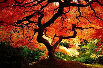 Red Dragon Weeping Lace Leaf Japanese Maple 2 - Year Live Plant