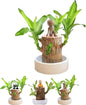 Brazilian Lucky Wood, Brazil's Lucky Tree Doesn't Need to Wait to Sprout, Hydroponic Stump for Purifying Indoor Air, Office Desk Decorations Plant Pot (C)