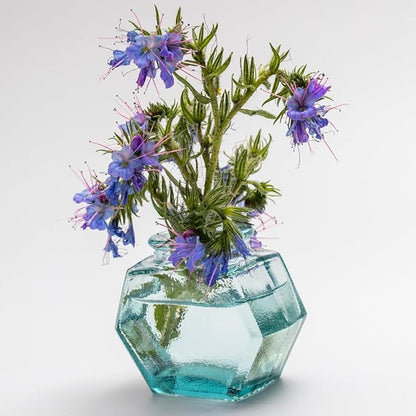 1000 Wild Vipers Bugloss Seeds Meadow Wildflower Blue Echium Vulgare Plant Seeds for Planting