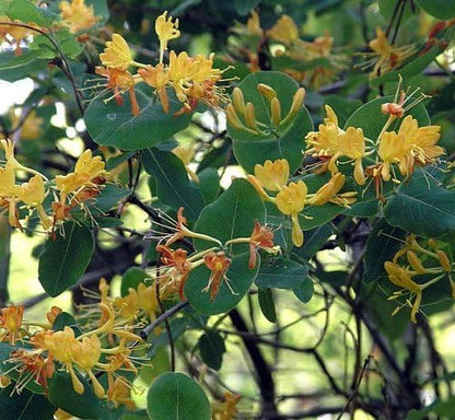 John Clayton Climbing Honeysuckle Vine - Lonicera - 2.5" Pot