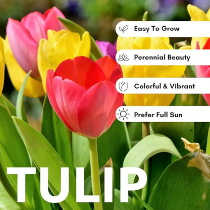 Boldyrev's Colorful Blend Tulip Garden - Mix of Pink, Yellow, Orange, Purple and Red Tulips - Stunning Perennial Flowers Bloom Each Spring - Darwin Hybrid Tulips (50 Bulbs)