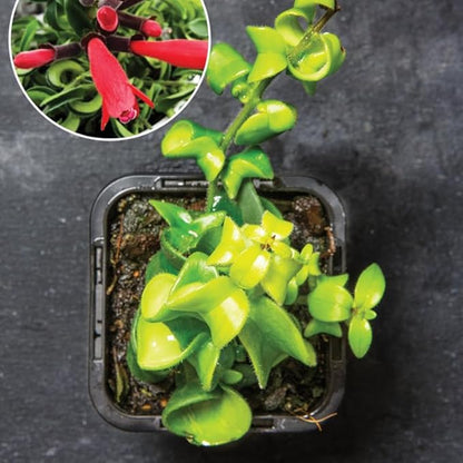 Random Lipstick Plans Live Houseplants in Pot, Aeschynanthus Red Flower Vine Décor Office, Desk Indoor Outdoor Growing