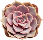 Sprout N Green Echeveria Pink Butterfly, Rare Live Succulent Plant Fully Rooted in 2" Planter with Soil, Home Office Indoor Outdoor Wedding Decoration DIY Projects Party Favor