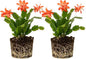 2 Live Salmon Christmas Cactus Plants, Salmon Christmas Cactus Plants Live, 4 to 6 Inch, Bare Root, Perennial Flower Holiday Succulent Plant, No Pot