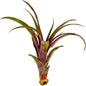 ragnaroc Air Plants - Tillandsia Red Capitata, Large 5-7” - 1ct - Live Arrival Guaranteed - House Plants for Home Decor & Gift