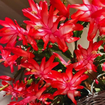 Christmas Cactus Plant Live, Holiday Cactus Live Plant, Hanging Baskets Houseplants, 4 Inc Potted (Red)