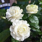 3 Grand Duke of Tuscany Jasmine Plants Live, 5 to 8 Inches Tall, Arabian Jasmine Vine Plant for Gardening and Outdoor Patio