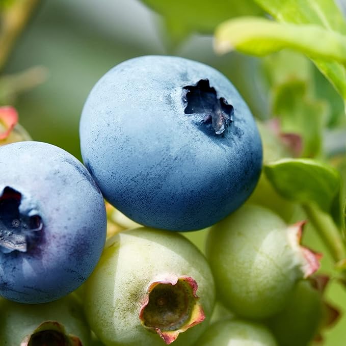 PERFECT PLANTS 3 Pack Rabbiteye Blueberry Bushes 1 Gallon | Live Fruit Bush for Outdoor Planting | Sweet Blueberries for Fresh Eating | Easily Grown in Home Gardens