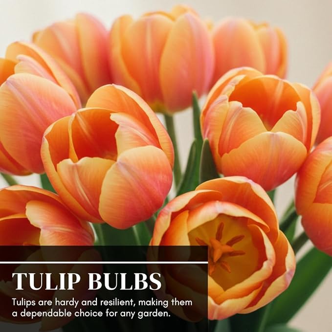 Boldyrev's Colorful Blend Tulip Garden - Mix of Pink, Yellow, Orange, Purple and Red Tulips - Stunning Perennial Flowers Bloom Each Spring - Darwin Hybrid Tulips (50 Bulbs)