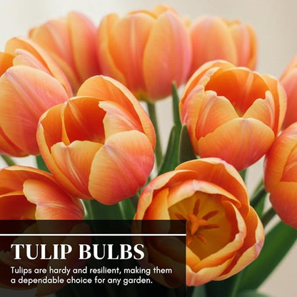 Boldyrev's Colorful Blend Tulip Garden - Mix of Pink, Yellow, Orange, Purple and Red Tulips - Stunning Perennial Flowers Bloom Each Spring - Darwin Hybrid Tulips (50 Bulbs)