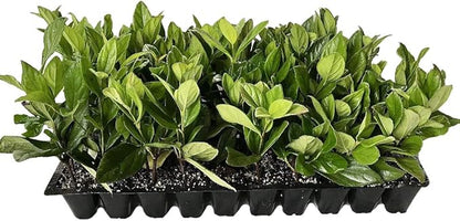 Viburnum Suspensum - 10 Live Plants - Evergreen Privacy Hedge