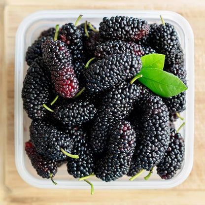 Mulberry Tree Live Plant, 5 to 8 Inch Tall, Sweet Mulberry Plant Live Seedling, No Pot, Edible Mulberries Fruit Tree Plant (Illinois Everbearing Mulberry)