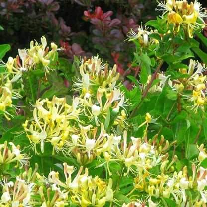 Set 2 Fragrant Honeysuckle Plants Live, Live Honeysuckle Plants 5-9" Tall Vines Bushes Climbing for Planting (Gold White)
