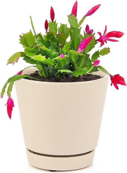 Christmas Cactus Thanksgiving Cactus (4 inch + Minimalist Pot) - Red/Pink/White Zygocactus - Holiday Decorating with Cacti and Succulents - Christmas Gift Ideas 2025