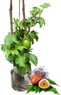 Live Passionfruit Plant Vine - 6 to 8 Inches Tall, Hardy and Fruit-Bearing, Purple Passion Fruit Tree Live Plant, for Planting Home Gardens and Containers