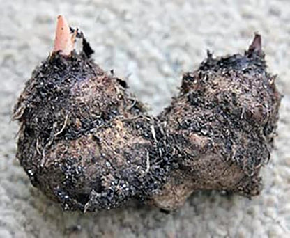 Dwarf Gingerland Caladium Bulbs - White with Red Marks - Top Size Roots - Hardy in Zones 9-11 - Compact Foliage for Gardens and Containers
