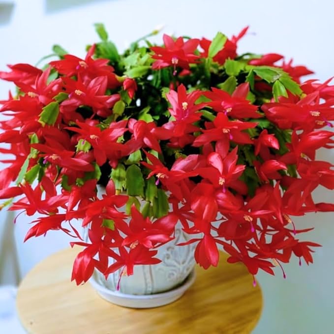 Thanksgiving Cactus Live Plant in 4" Pot, Holiday Christmas Cactus Plants Live, Winter Bloom, Indoor Planting, Ready to Blooms (Red)