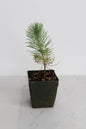 Generic Mini Bonsai Tree Starter Plant Gift Pinus Eldarica Aleppo Pine Afghan Pine Live Tree Pine Zen Garden House Plant Outdoor Plant 2 inch Pot (3), Green