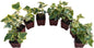 Gold Child English Ivy Plants, Set of 8, Hardy Groundcover, 2 1/4" Pot