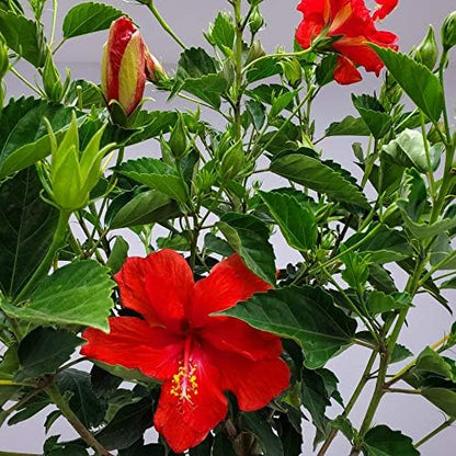 Live Hibiscus Plant - Tropical Flowering Tree Plant - Red President - Overall Height 38" to 44" - Tropical Plants of Florida (Plant Only)