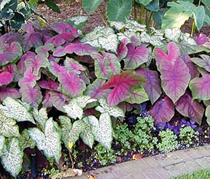 Dwarf Gingerland Caladium Bulbs - White with Red Marks - Top Size Roots - Hardy in Zones 9-11 - Compact Foliage for Gardens and Containers