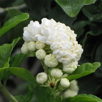 3 Grand Duke of Tuscany Jasmine Plants Live, 5 to 8 Inches Tall, Arabian Jasmine Vine Plant for Gardening and Outdoor Patio