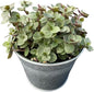 Turtle Vine with Vintage Metal Pot, Live Callisia Repens Sedum Succulent in 4" Pot, House Plant Home Office Wedding Decoration DIY Projects Party Favor