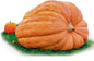 Park Seed Dill's Atlantic Giant Pumpkin Seeds – Non-GMO, World Record Giant Pumpkin Variety, Grows Up to 500 lbs or More, Heirloom for Competition or Display, Pack of 10