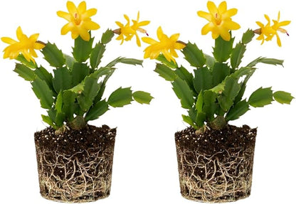 2 Live Yellow Christmas Cactus Plants, Yellow Christmas Cactus Plants Live, 4 to 6 Inch, Bare Root, Perennial Flower Holiday Succulent Plant, No Pot