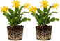 2 Live Yellow Christmas Cactus Plants, Yellow Christmas Cactus Plants Live, 4 to 6 Inch, Bare Root, Perennial Flower Holiday Succulent Plant, No Pot