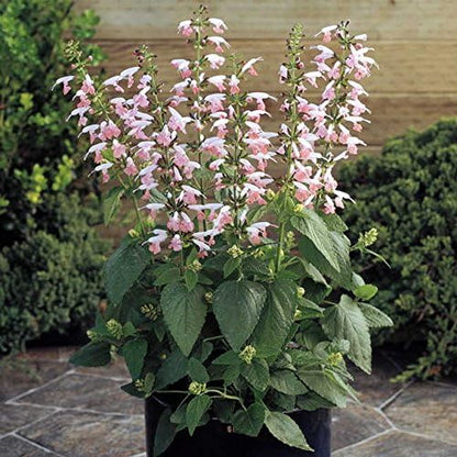 Park Seed Summer Jewel Pink Salvia Seeds, Award-Winning Dwarf Sage with Soft Pastel Blooms, Pollinator Magnet for Beds and Containers, Pack of 25