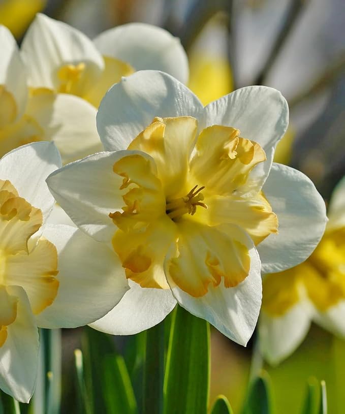 White Lion Daffodil Flowers- 5 Bulbs - Large Narcissus Blooms Crisp White Petals and Ruffled, Bi-Colored Yellow Centers - Spring Blooming Easy Growing Garden Perennials | Attracts Bees & Butterflies