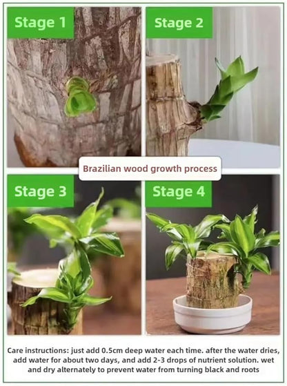 Brazilian Lucky Wood Plant, Brazilian Wood with Energy Crystals, Low-Light Office, Bedroom Decor, Home Good Luck Decor (Yellow+Blue)