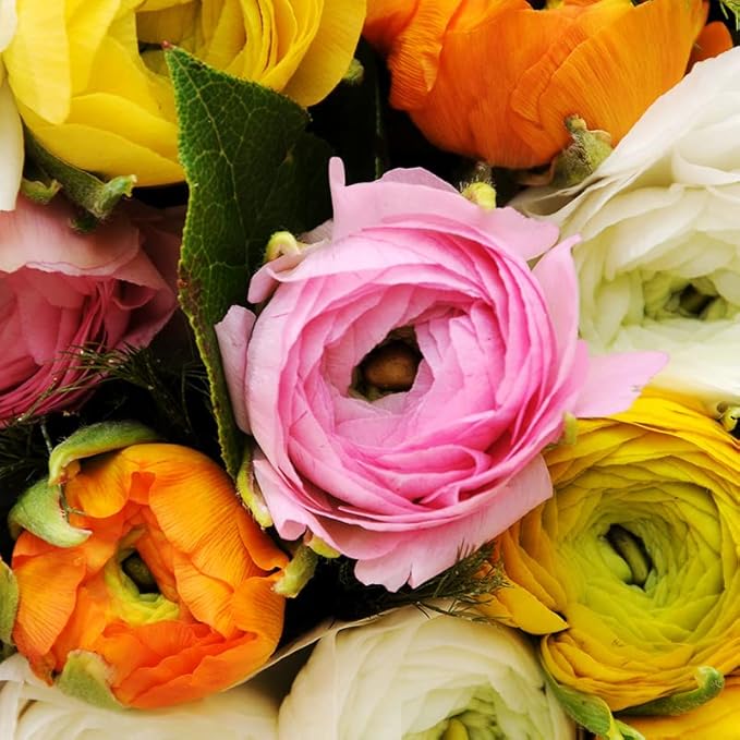 25 Pastel Mixed Ranunculus Bulbs Spring Planting - Buttercup Color Mix Value Bag - Plant in Gardens, Borders & Flowerbeds - Easy to Grow Flowers Bulbs by Willard & May