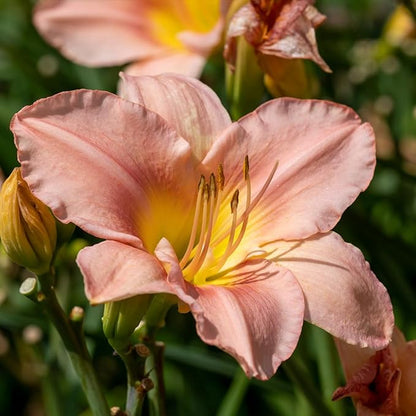 My Melinda Daylily Flower Bulbs – Soft Pink Reblooming Variety with Lime-Green Throat – Hardy Summer-to-Fall Perennial (Zones 3–9) Fall Planting Spring Blooming