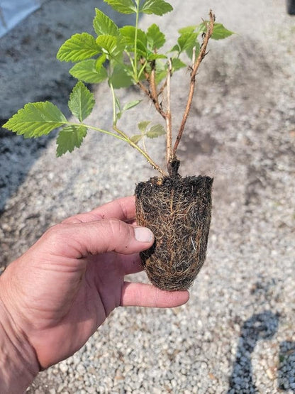COHO Red Raspberry (Rubus) - Starter Plant (7L) (1 Live Plant)
