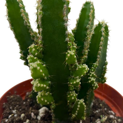 Fairy Castle Cactus, Acanthocereus Tetragonus, Night-Blooming Cereus, Triangle Cactus, 4 inch Pot