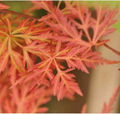 Orangeola Weeping Laceleaf Japanese Maple - Live Plant - Trade Gallon Pot