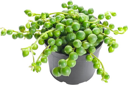 Live Succulent String of Pearls, Approx 2-inch Large, Potted Succulents, Fully Rooted, Easy Care House Plants
