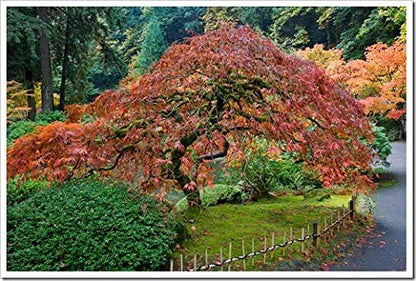 Red Dragon Weeping Lace Leaf Japanese Maple 2 - Year Live Plant