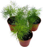 BubbleBlooms Ming Fern Asparagus retrofractus, 2 inch Set of 3, Tiny Mini Pixie Plant