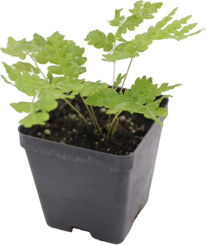 Greenwood Nursery: Live Perennial Plants - Cinnamon Fern + Osmundastrum Cinnamomeum - [Qty: 5X Pint Pots] - (Click for Other Available Plants/Quantities)