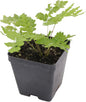 Greenwood Nursery: Live Perennial Plants - Cinnamon Fern + Osmundastrum Cinnamomeum - [Qty: 5X Pint Pots] - (Click for Other Available Plants/Quantities)
