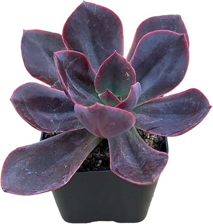 Sprout N Green Echeveria Linda Jean, Live Succulent Fully Rooted in 2" Pot, Rare House Plant for Home Indoor Holiday Wedding Garden Decor, DIY Project, Party Favor