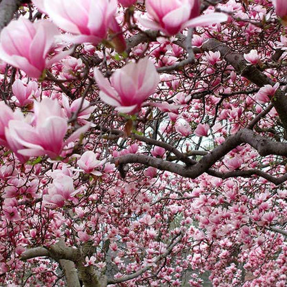 Ann Magnolia Tree, 1 Gallon Potted, Compact Purple-Red Blooms – Ideal for Small Gardens | Arbor Day Foundation (Due to Agricultural Laws, Unavailable to CA or AZ)