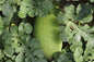 Charleston Grey Watermelon Seeds, COOL BEANS N SPROUTS Brand. (25 Seeds per Pack) Heirloom. Non-GMO. Home Gardening.