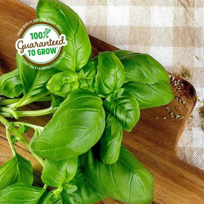 Wellness Grow Kit: Basil