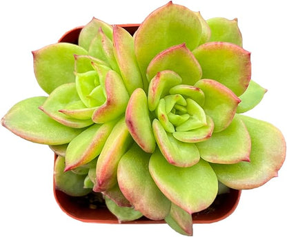Sprout N Green x Sedeveria Rolly, 1 Live Mini Succulent Plant Fully Rooted in 2 inch Starter Pots with Soil Mix, Real House for Indoor Outdoor Home Office Wedding Decoration Party Favor